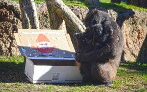 navidades-2016-en-bioparc-valencia-gorilas