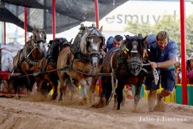 fotos-feria-dia-17--3