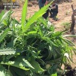 marihuana-en-navarres