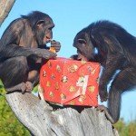 navidades-2016-en-bioparc-valencia-chimpances-2