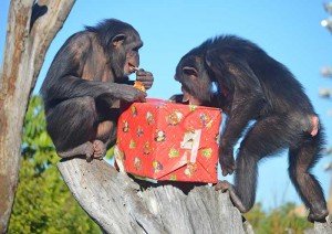 navidades-2016-en-bioparc-valencia-chimpances-2