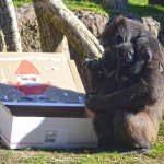 navidades-2016-en-bioparc-valencia-gorilas