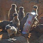navidades-2016-en-bioparc-valencia-suricatas
