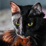 gato-negro