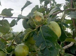 LA UNIÓ informa que el pedrisco de ayer causó pérdidas por valor de 3,6 millones de euros