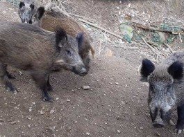 Xàtiva Unida planteja l’ús d’alternatives a la cacera del porc senglar