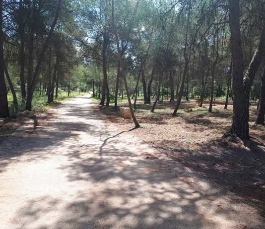 La Diputació adequa la zona del Pi d’Ambrosio a l’Ènova