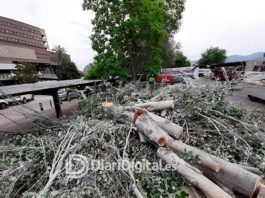 L’Hospital Lluís Alcanyís està talant arbres del seu entorn afectats per alguna malaltia