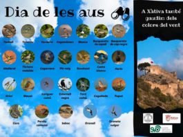 Xàtiva organitza una activitat per a commemorar el dia de les Aus