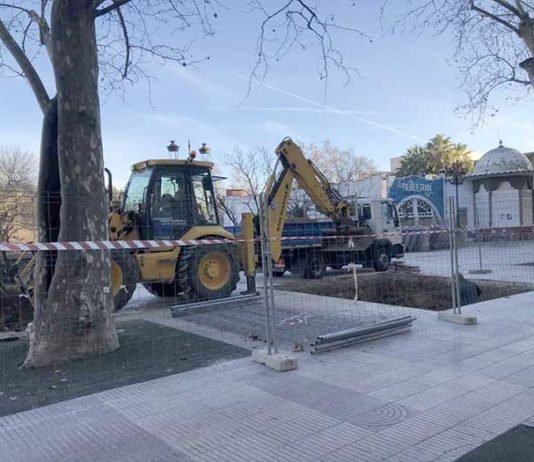 Xàtiva replantarà un plataner de l’Avinguda de Selgas a través d’una solució constructiva experimental