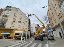 Talen la palmera centenària del carrer Hort de l’Almúnia de Xàtiva per motius de seguretat