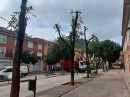 Xàtiva efectua actuacions de sanejament en l’arbrat de la plaça de l’Almàssera