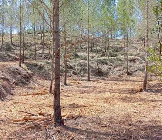 Vallada neteja 6 hectàrees de la zona dels Clots