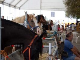 Els requisits sanitaris minven el número d’exemplars de la Fira de Bestiar de Xàtiva que hui afronta la seua última jornada