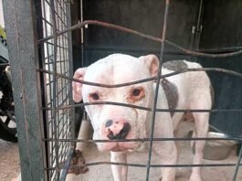 L’Ajuntament de Xàtiva cursa una denúncia per un presumpte delicte de maltractament animal