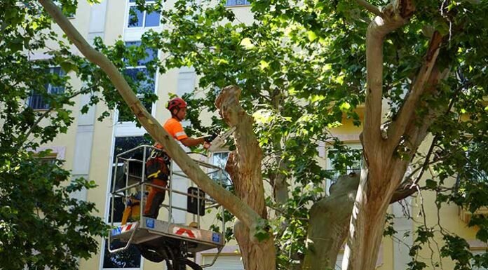 Xàtiva inicia la poda i revisió dels plataners de l’Albereda per a garantir la seguretat