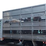 caballos-furgoneta