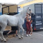 caballos-saladrar