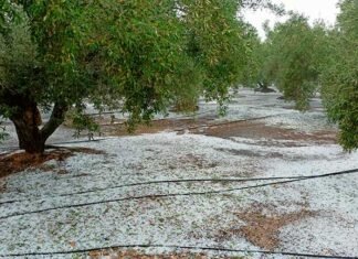 LA UNIÓ demana fungicides i cicatritzants gratis després de la pedra del passat dissabte