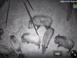 Capturats 36 porcs senglars a Xàtiva en una nit amb un nou mètode més ètic i sostenible