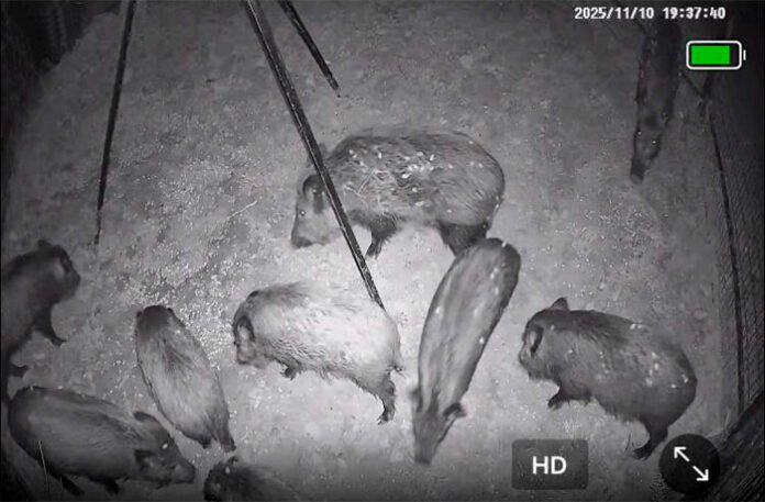 porcs-senglars-capturats