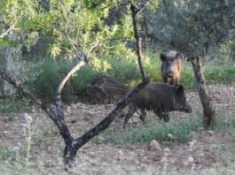 La Generalitat obri l’1 de gener el termini per a la caça controlada de porcs senglars