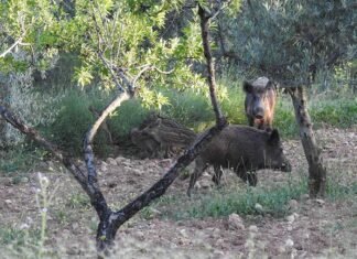 La Generalitat obri l’1 de gener el termini per a la caça controlada de porcs senglars