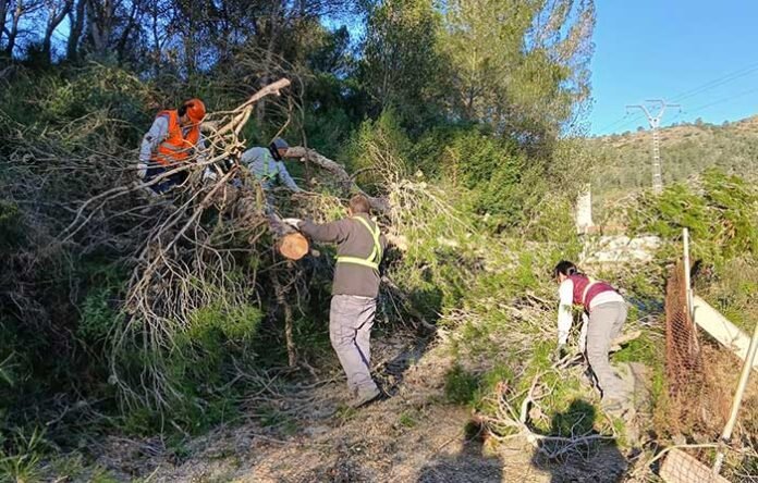 borrasca-arbol-caido-bixquert