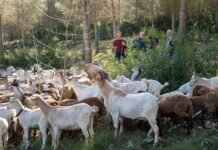 La Diputació de València promou la prevenció d’incendis a través del pasturatge a Montitxelvo