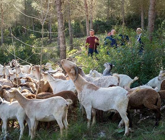 La Diputació de València promou la prevenció d’incendis a través del pasturatge a Montitxelvo