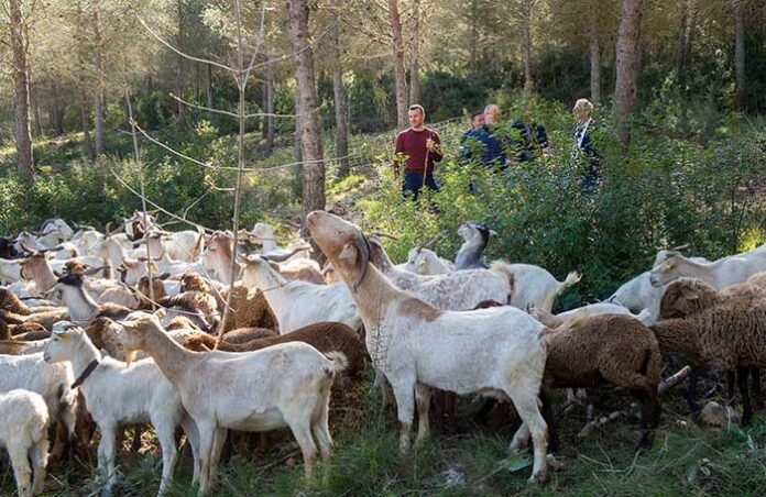 Montitxelvo-cabras-foto_Abulaila_-(7)