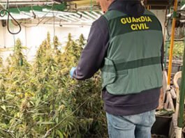 Desmantelada una macroplantación de marihuana en una nave de Vallada con cinco detenidos