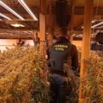 ontinyent-plantacion-de-marihuana-diaridigital-