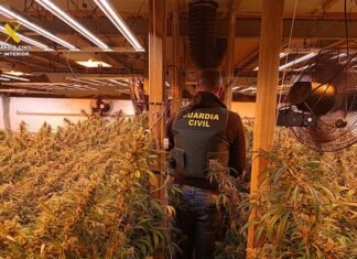 Desmantelada una gran plantación en Ontinyent y detiene al responsable antes de que huyera
