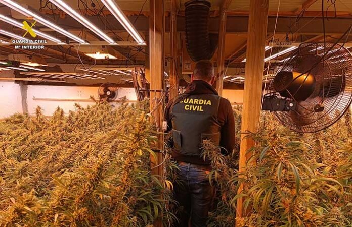 ontinyent-plantacion-de-marihuana-diaridigital-