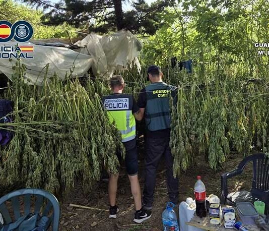 Desmantelada una plantación de marihuana en un paraje natural de Enguera