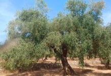 LA UNIÓ adverteix que la caiguda del preu de l’oli amenaça la rendibilitat de l’olivar valencià