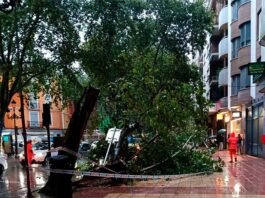 La pluja fa caure un nou arbre a l’Albereda de Xàtiva deu dies després de l’últim incident